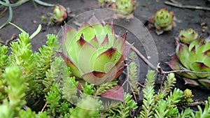 Sempervivum Houseleek in the garden