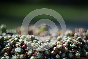 Sempervivum houseleek photo