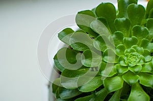Sempervivum houseleek succulent houseplant close-up on a white background