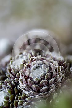 Sempervivum, houseleeks, liveforever, closeup