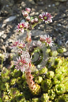 Sempervivum hybride