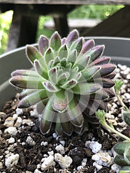 Sempervivum Icicle Succulent