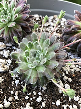 Sempervivum Icicle Succulent Blooming