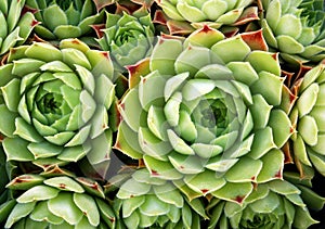 Sempervivum Limelight