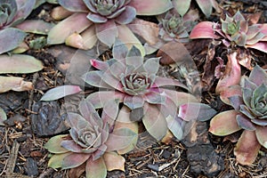 Sempervivum, liveforever in garden
