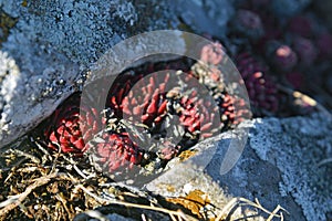 Sempervivum montanum plant