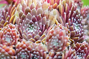 Sempervivum plant closeup , succulent plant macro