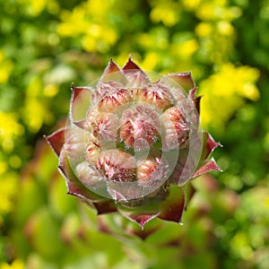 Sempervivum plant. Inflorescence close up