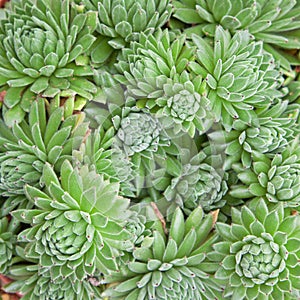 Sempervivum Plants