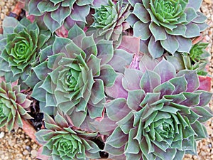 Sempervivum Plants