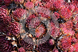 Sempervivum Red Succulent Plant Showing The Ground Cover Effect