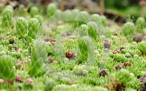 Sempervivum schottii