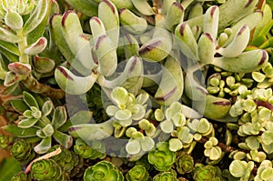 Sempervivum or sedum plants in garden