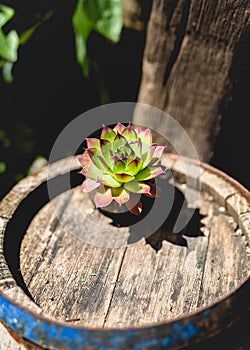 Sempervivum, Single Houseleek