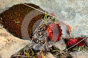 Sempervivum on stone. Moss on the stone. Mountain plants. On the mountain Bjelasnica photo