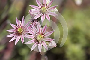 Sempervivum - succulent