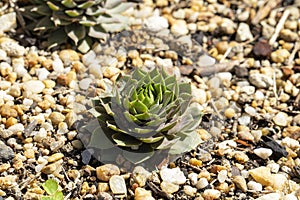 Sempervivum succulent (s. tectorum) in rock garden photo