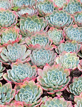 Sempervivum succulents