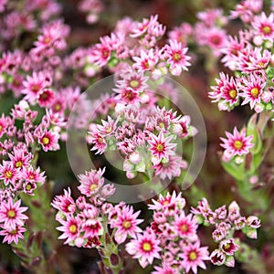 Sempervivum - succulents - blooming in summer