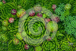 Sempervivum, succulents. The stone rose.