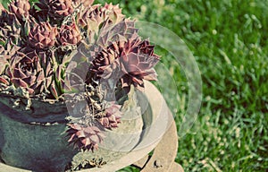 Sempervivum suculent in old country yard photo