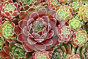 Sempervivum 'Sunkist'