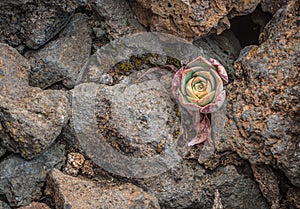 Sempervivum survives even in absolutely rocky surroundings