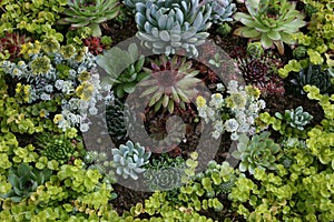 Sempervivum tectorum