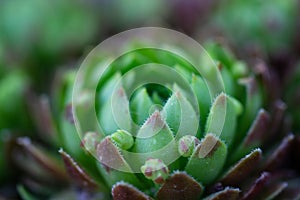 Sempervivum tectorum, the common houseleek with red and green leaves growing in rock garden, also known as rockery or alpine