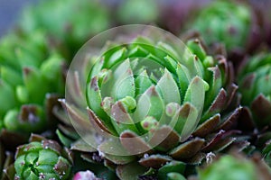 Sempervivum tectorum, the common houseleek with red and green leaves growing in rock garden, also known as rockery or alpine