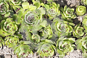 Sempervivum tectorum evergreen perennial plant, green rosettes in the garden
