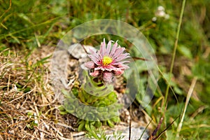 Sempervivum tectorum in High Tatras, Slovakia