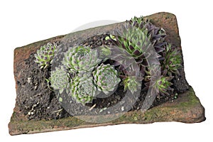 Sempervivum tectorum in a old clay roofing tile