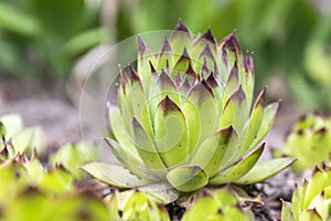 Sempervivum tectorum plant growing in the garden