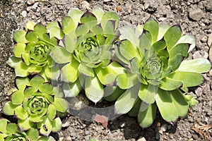 Sempervivum tectorum plant growing in the garden