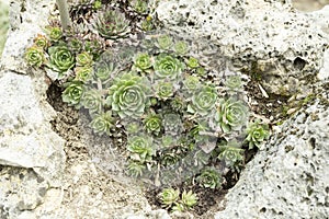 Sempervivum tectorum plant protecting roofs