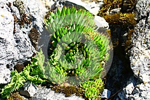 Skalnica Sempervivum tectorum