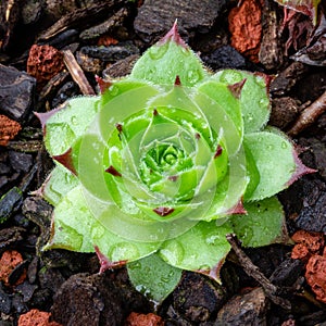 Sempervivum tectorum Royanum, green and red Houseleek succulent plant rosette with rain drops closeup