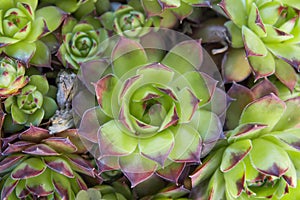 Sempervivum tectorum succulent plant