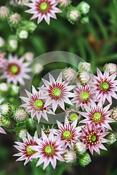 Sempervivum vicentei succulent pink flowers, rock garden plant closeup photo