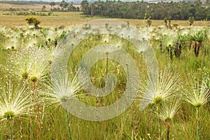 Sempre-viva, Chuveirinho, Paepalanthus classenianus. Palipalan.