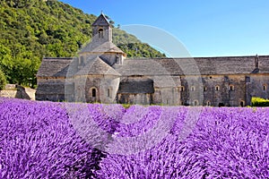 Senanque Abbey with beautiful lavender, Provence, France