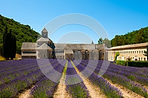 Senanque Abbey with lavender field photo