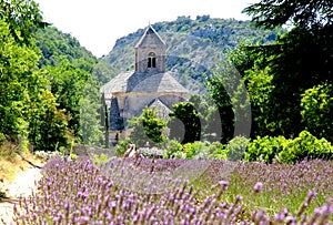 Senanque Abbey with lavender filed