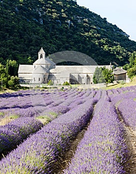 Senanque abbey, Provence