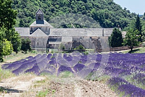 Senanque Abbey Provence France