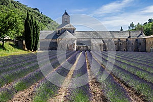 Senanque Abbey Provence France photo