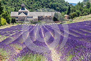 Senanque Abbey Provence France photo