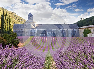 Senanque Abbey in Vaucluse, France photo