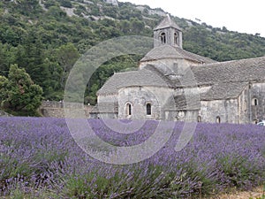 Senanque`s Abbey lavander flower orchard at Gordes Luberon Provence France